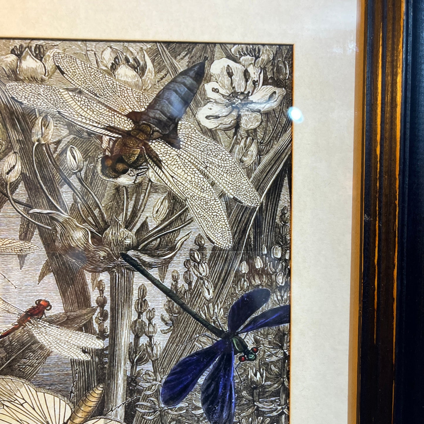 A framed art print featuring detailed black and white botanical illustrations with dragonflies in dark blue and brown, shown with a cream mat and dark wood frame.