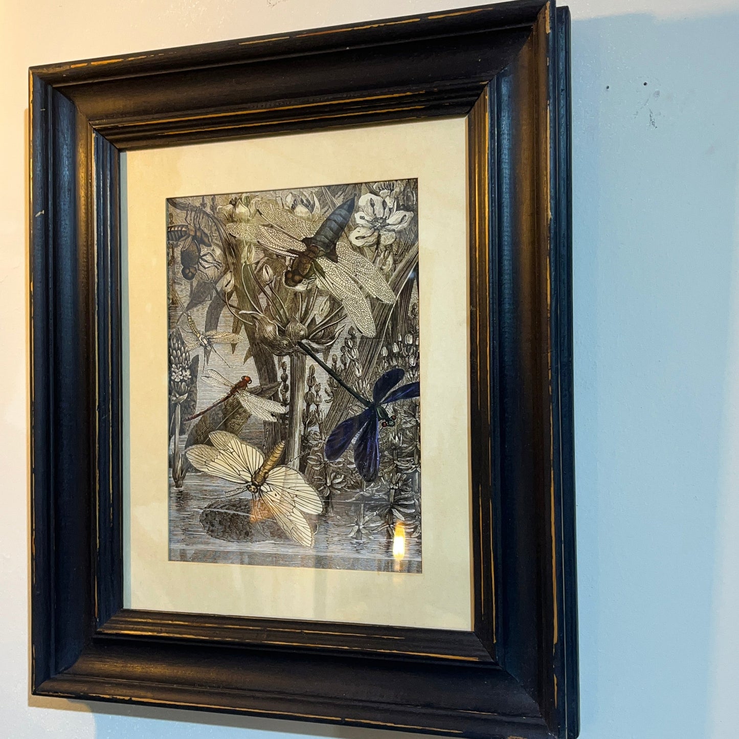 A framed art print featuring a detailed illustration of dragonflies and other insects in monochrome and blue tones, set within a dark wood frame with a cream mat, hanging on a light wall.
