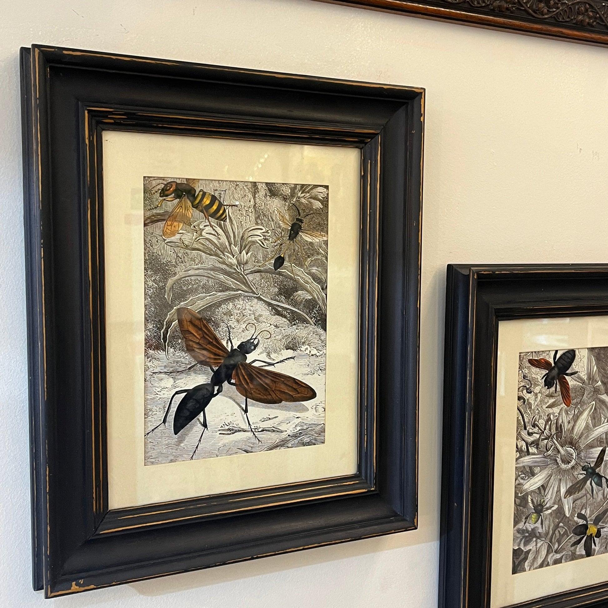 A framed vintage-style insect illustration hanging on a light wall, with a large black frame showing a detailed ant and bee print, and part of another matching framed print visible at the right edge.