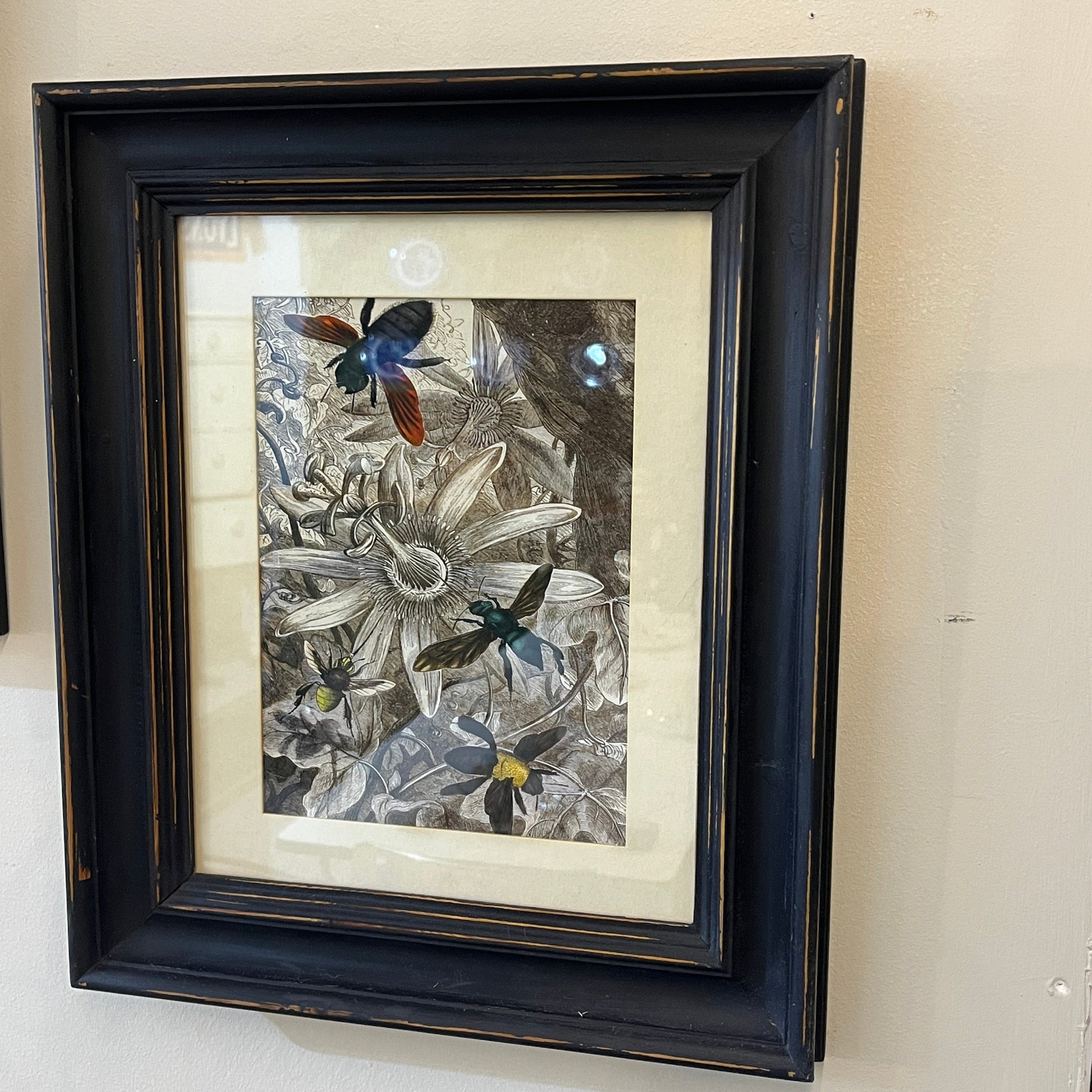 mounted in Black frames, we have available these four reprints of book plates from the 1878 book Les Insects by Jules Rothchild