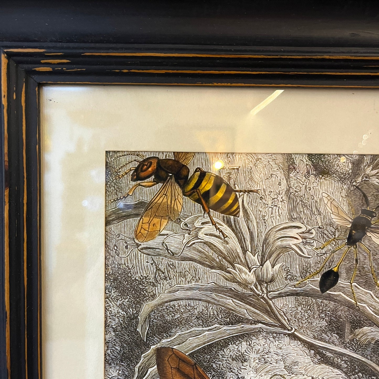 A framed vintage-style natural history illustration featuring a wasp and other insects on botanical details, set in a distressed black frame with a cream mat.