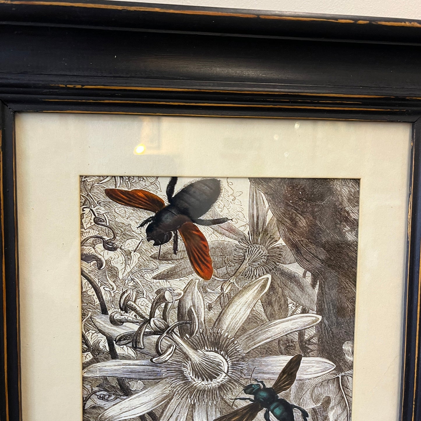 Framed botanical insect artwork showing detailed black-and-white flowers with a large beetle and another insect in warm brown and green tones, set in a dark wood frame with a cream mat.