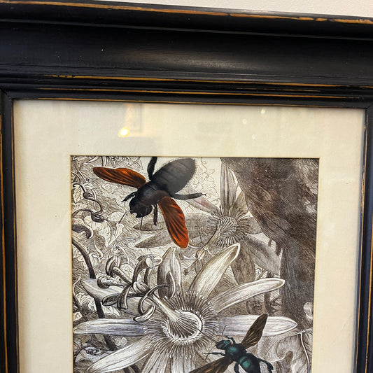 Framed botanical insect artwork showing detailed black-and-white flowers with a large beetle and another insect in warm brown and green tones, set in a dark wood frame with a cream mat.
