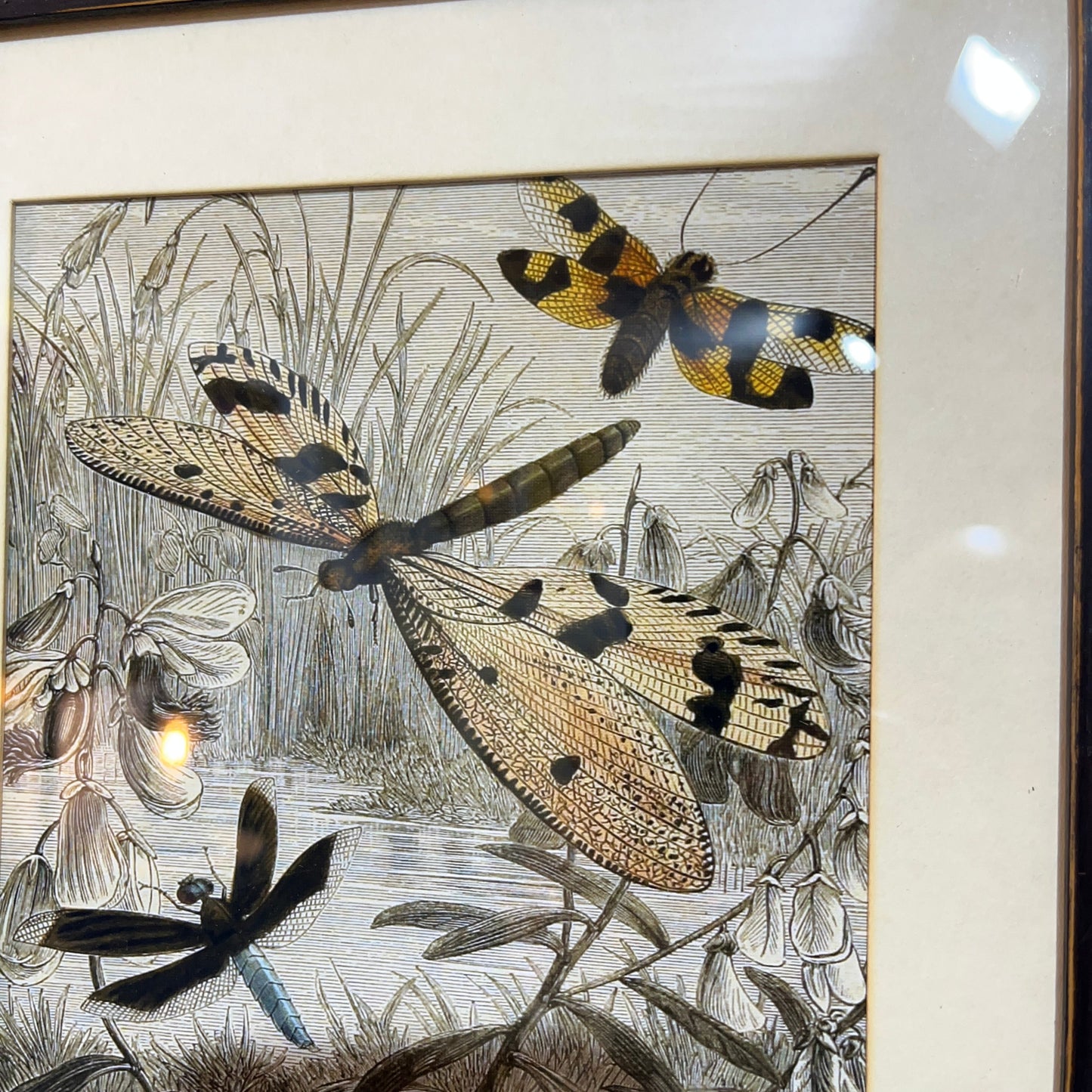 Framed natural history style artwork showing three dragonflies among reeds and hanging flowers, with a cream mat and a visible glass reflection.
